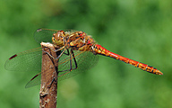 Moustached Darter (Male, Sympetrum vulgatum)